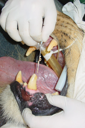 endodontics