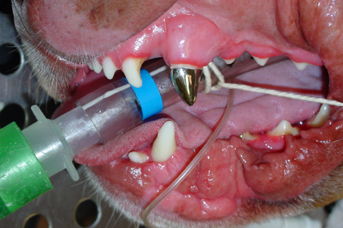 Prosthodontics