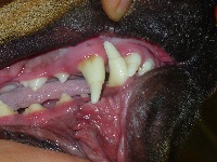 Enamel Hypoplasia May 2007 02 Enamel Hypoplasia May 2007 02