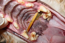 Halitosis in Dogs October 2007-01