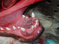Hyperdontia Oct 2008-01 Hyperdontia Oct 2008-01