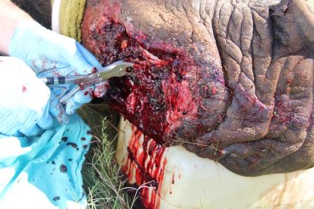 Kariega Game Reserve - Thandi Rhino (3)