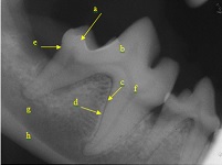 Perioral Radiographic Anatomy Dec 2009-02