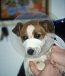 Tape Muzzle Usage For Jaw Fracture Jan 2009-02