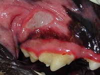 Ulcerative Stomatitis Jan 2008-01