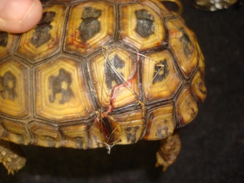Exotic Animal Tortoise Dental Column December 2012_02 Exotic Animal Tortoise Dental Column December 2012_02