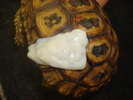 Exotic Animal Tortoise Dental Column December 2012_03 Exotic Animal Tortoise Dental Column December 2012_03